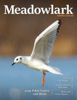 Meadowlark Volume 29 Issue 3 (29.3) 2019