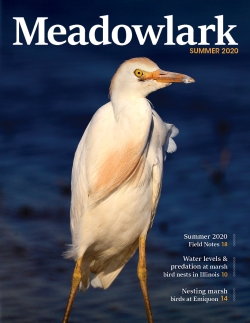 Meadowlark Volume 30 Issue 1 (30.1) 2020