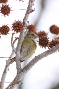 Red Crossbill female. Photo by Ron Bradley.