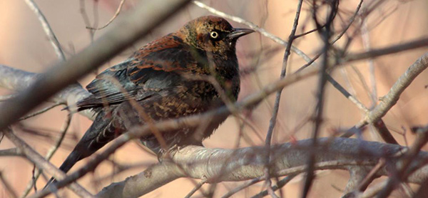 Rusty Blackbird (photo by Shawn Billerman)