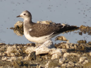 Sabine's Gull by Barbara Williams