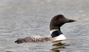 Common Loon