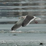 Slaty-backed Gull