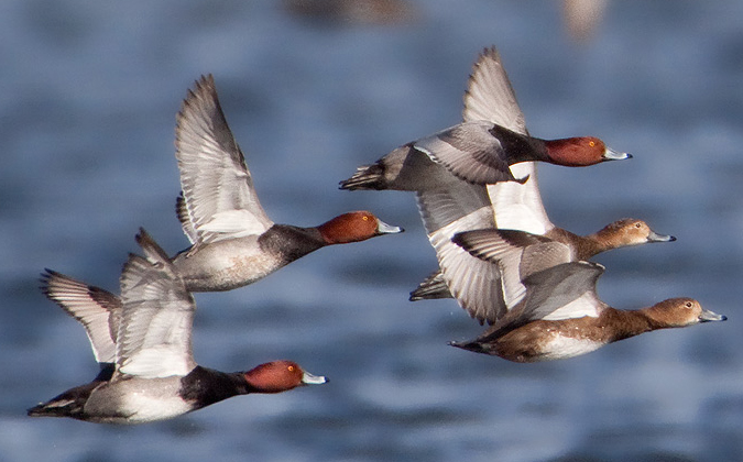 redheadflying