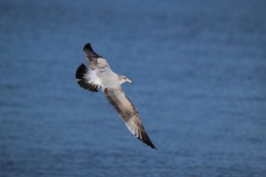 California Gull by Matthew Winks