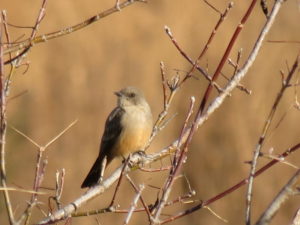 Say's Phoebe