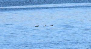 Black Scoter by Matt Fraker