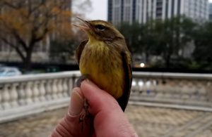 Palm Warbler (Yellow)