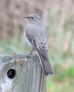 Townsend's Solitaire by Barbara Williams