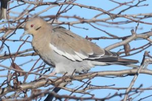 White-winged Dove