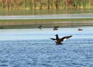 White-winged Scoter by Ron Bradley