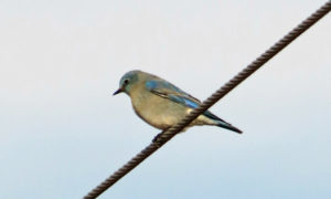 Mountain Bluebird by Ethan Brown