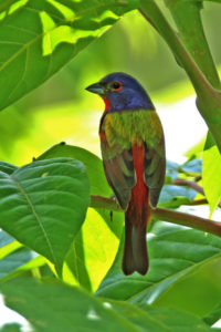 Painted Bunting by Douglas Hommert