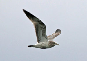 California Gull by Andrew Aldrich