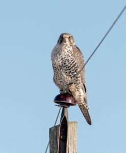 Gyrfalcon by Tim Lindenbaum