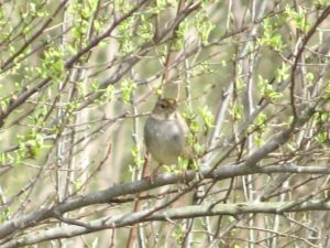 Golden-crowned Sparrow by Benjamin Murphy