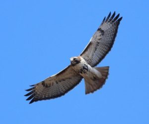 Red-tailed Hawk (Northern) by Matthew Winks