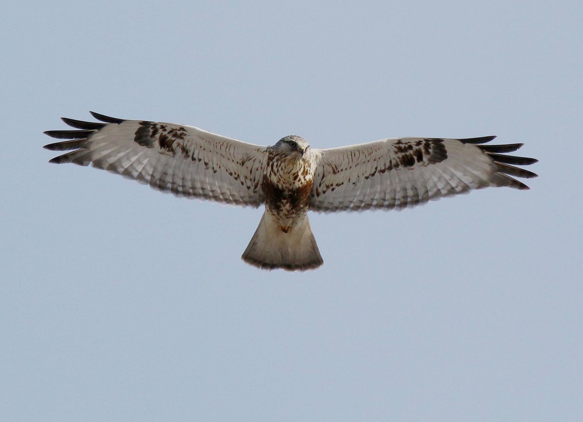 Birds of Prey of the Midwest