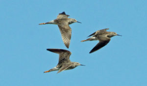 Lesser Yellowlegs by Alan Seelye-James