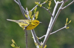 Prairie Warbler by Alan Seelye-James