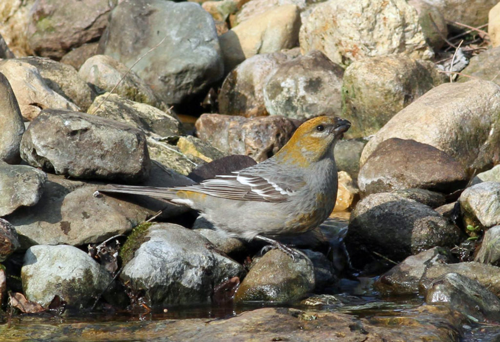 Pine Grosbeak by Geoff Williamson