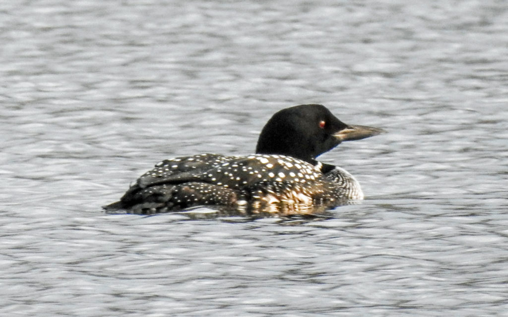 Common Loon by Brandon Tate