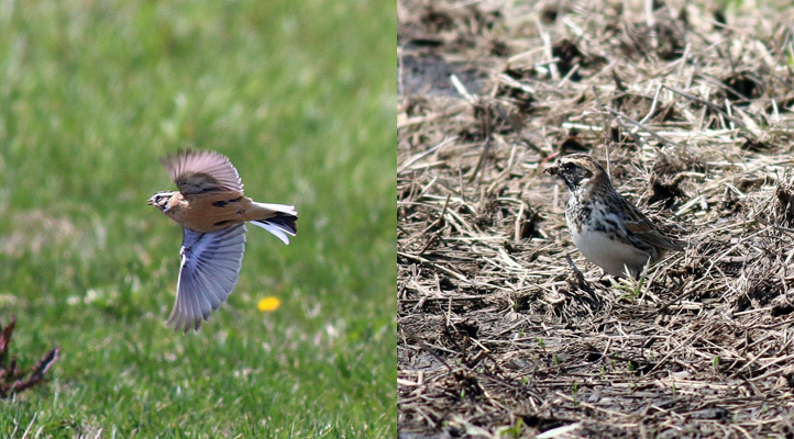 Smith's Longspur (left); Lapland Longspur (right)