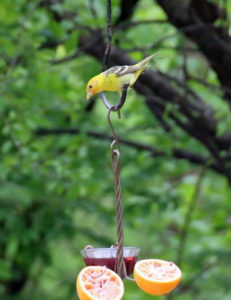 Western Tanager by ‎Jennifer McHenry Green‎ 