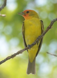 Western Tanager by Chuck Fields
