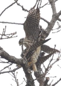 Merlin Copulation by Eric Walters