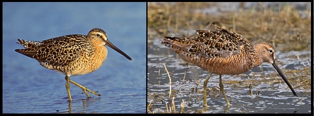 Breeding plumage hendersoni SBDO (left) and LBDO (right) photographed by Kevin Karlson.