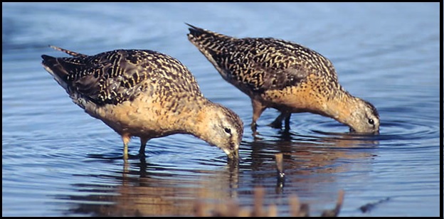 Worn breeding plumage LBDO (left) and SBDO (right), photographed in August by Julian Hough. 