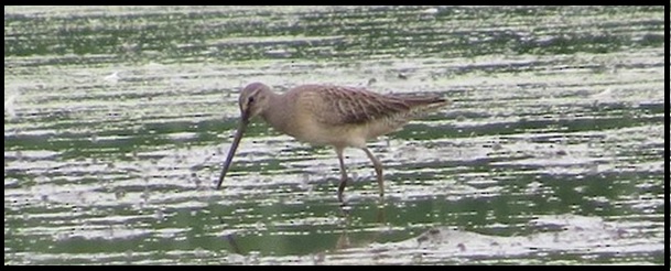 Juvenile LBDO, photographed on 24 September 2016 in DuPage Co. by Davida Kalina.