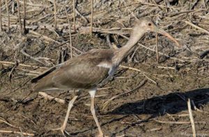 White Ibis by Whitney Gregge