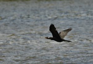 Neotropic Cormornat by Ron Bradley