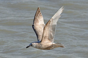 Iceland Gull (Thayer's) by Matthew Cvetas