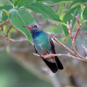 Broad-billed Hummingbird by Pam Stanko