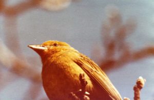 Hepatic Tanager