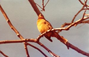 Hepatic Tanager