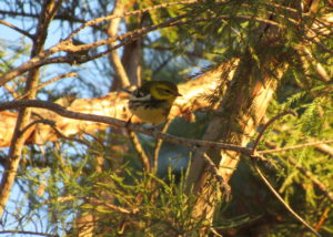 Black-throated Green Warbler