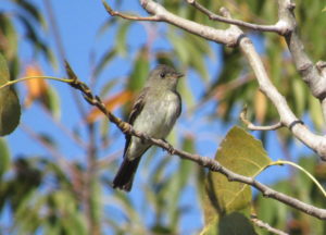 Eastern Wood-Pewee