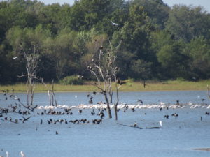 Pelicans and Cormorants