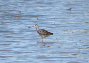 Greater Yellowlegs