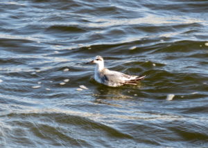 Red Phalarope