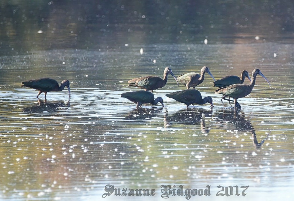 Glossy/White-faced Ibis by Suzanne Bidgood