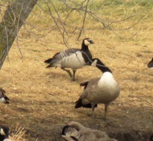 Barnacle Goose by Davida Kalina