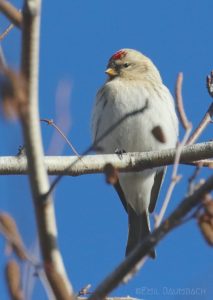 Hoary Redpoll by Emil August