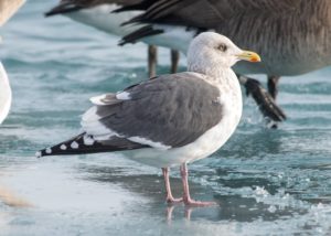 Slaty-backed Gull by Carl Giometti