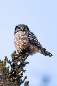 Northern Hawk Owl by Scott Ellis