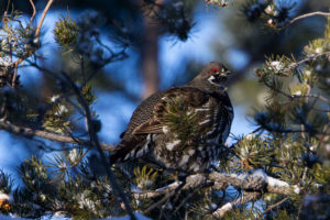 Spruce Grouse by Scott Ellis